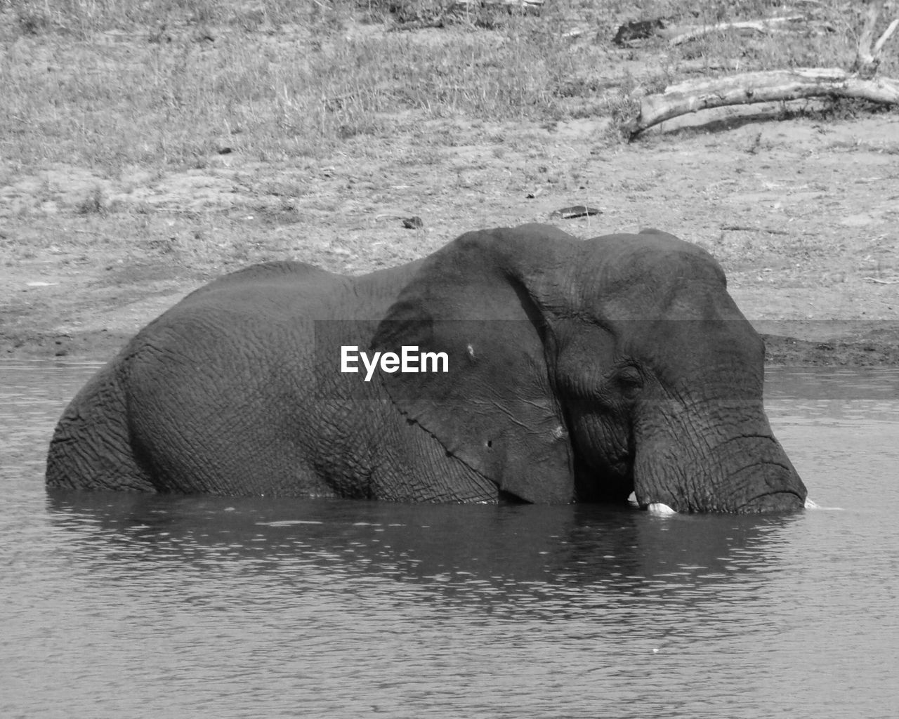 Elephant swimming in river