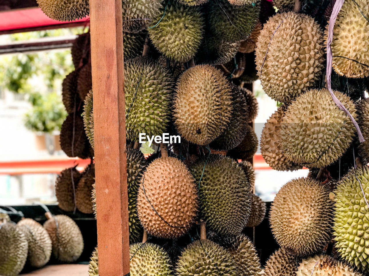 Close-up of fruits on cactus at market