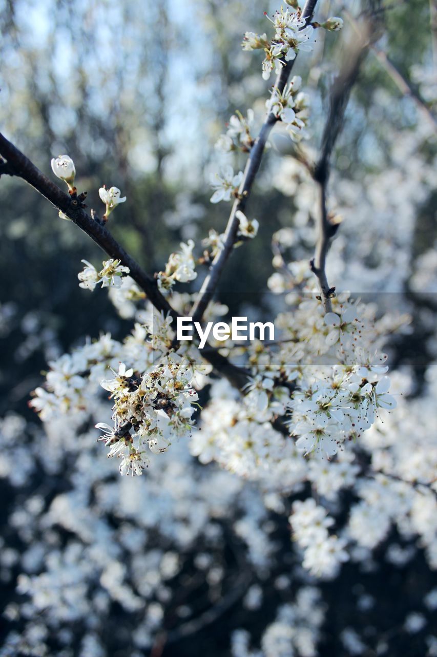 Close-up of cherry blossoms in spring