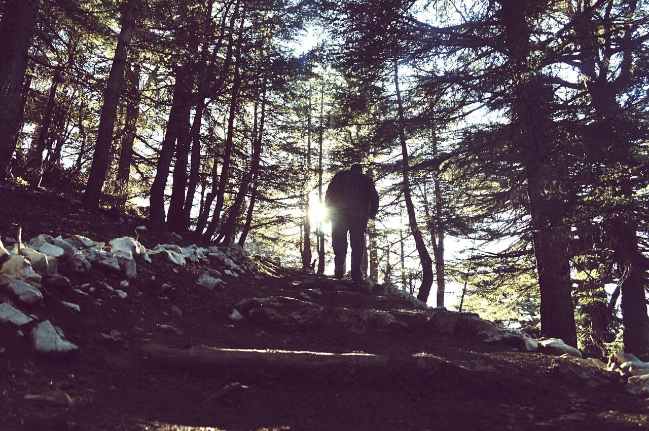 Rear view of person walking on field amidst trees