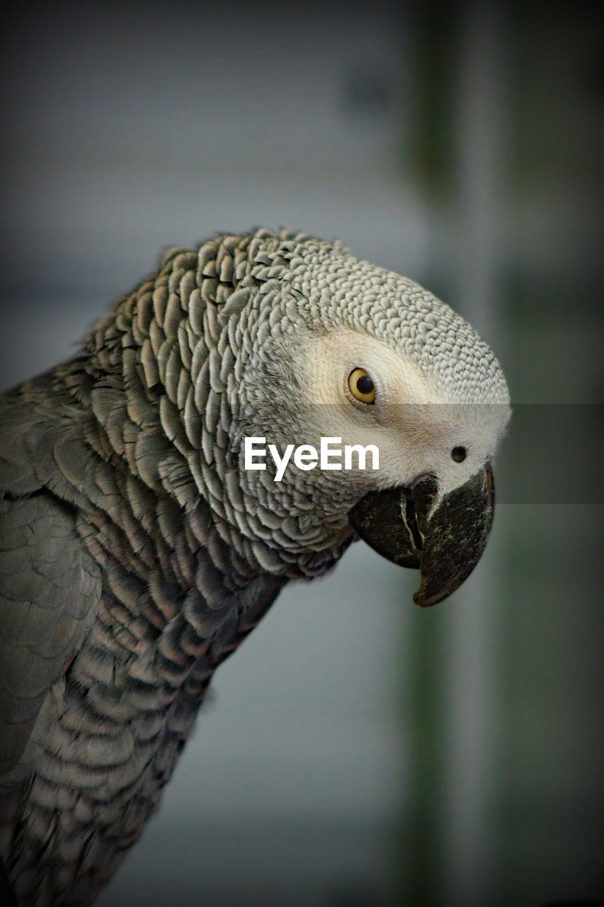 Close-up of a parrot