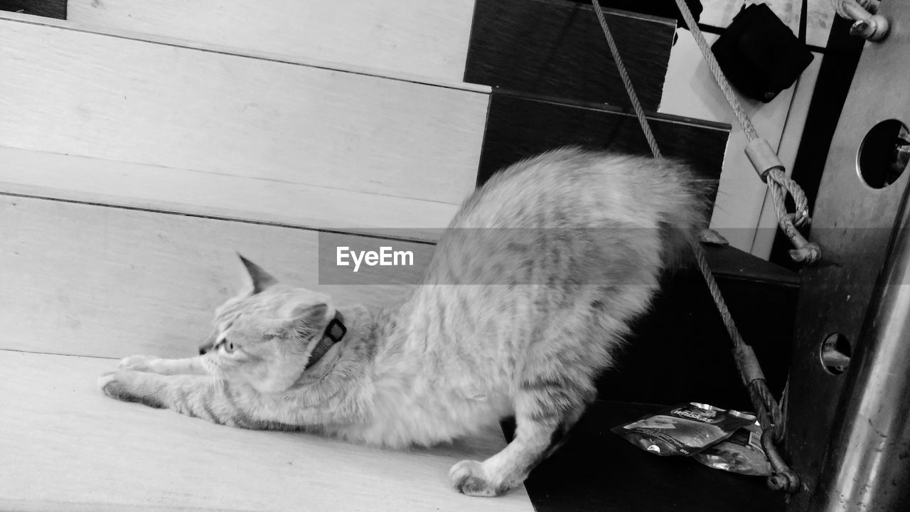 HIGH ANGLE VIEW OF CAT SLEEPING IN CONTAINER