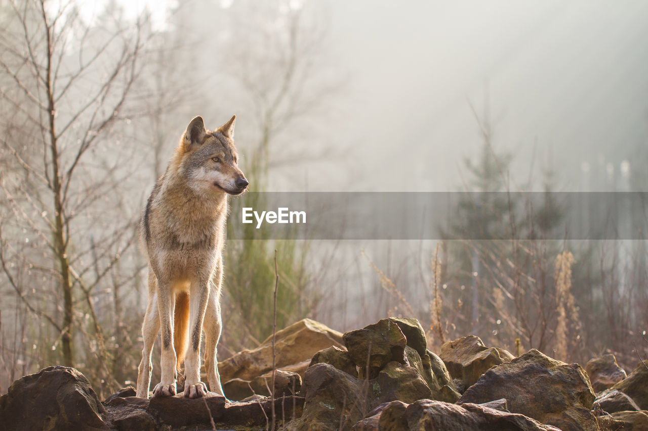 Wolf standing on rocks in forest