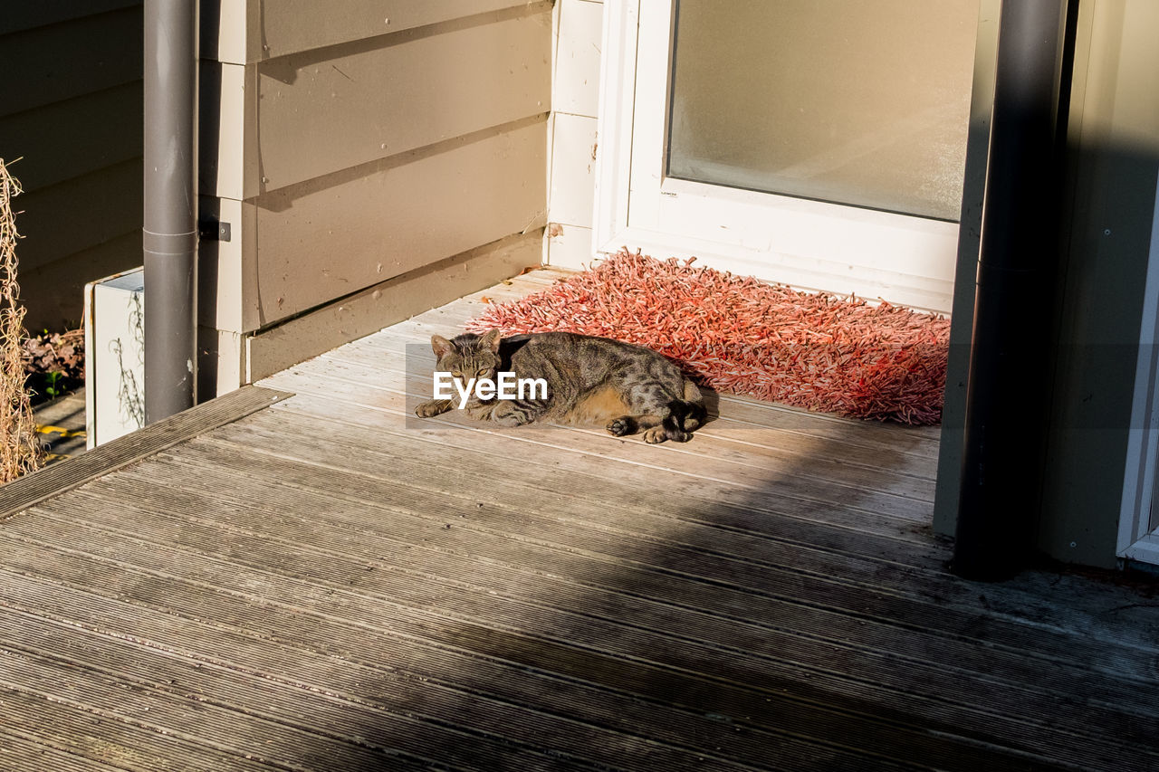 Cat relaxing at doorway