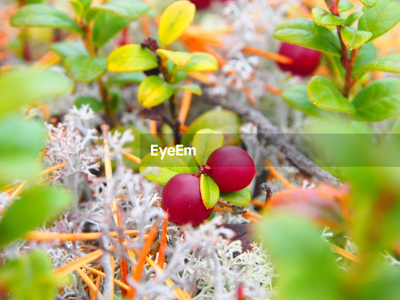 Full frame shot of fruits growing on plants