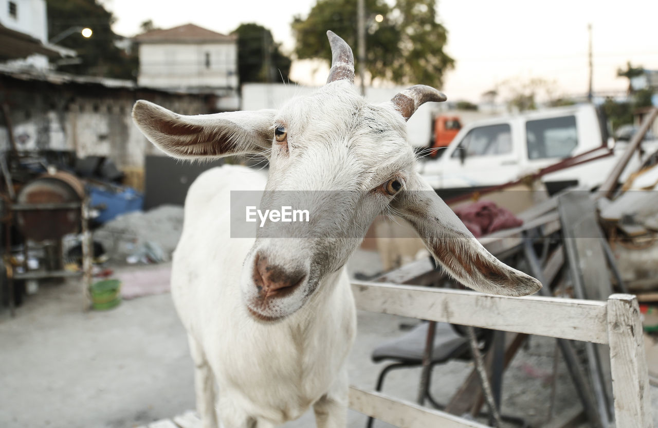 Happy goat