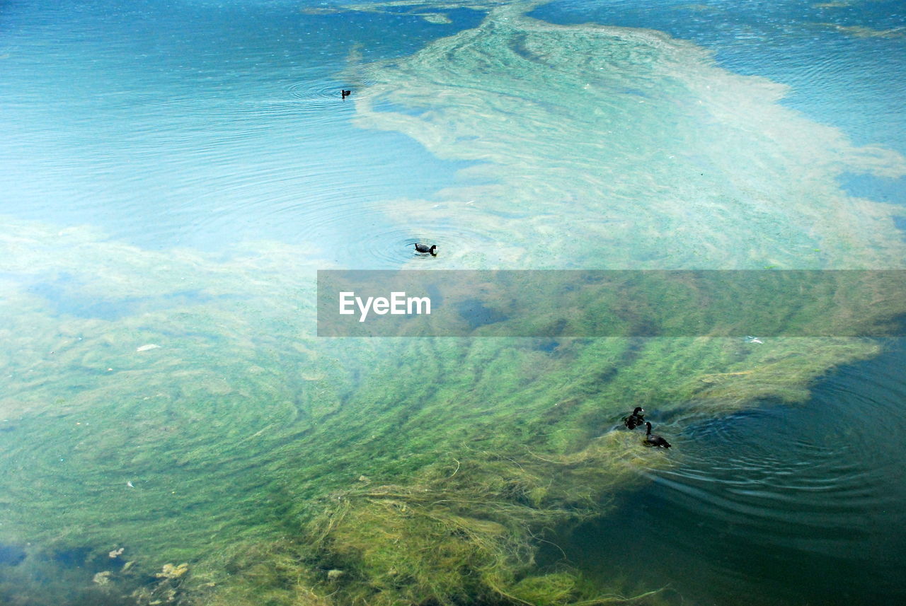 HIGH ANGLE VIEW OF TURTLE SWIMMING IN SEA