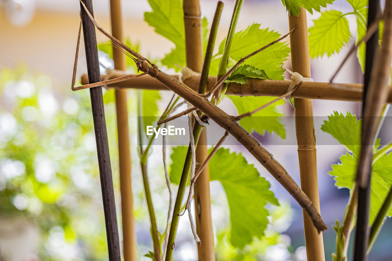 LOW ANGLE VIEW OF BAMBOO PLANTS