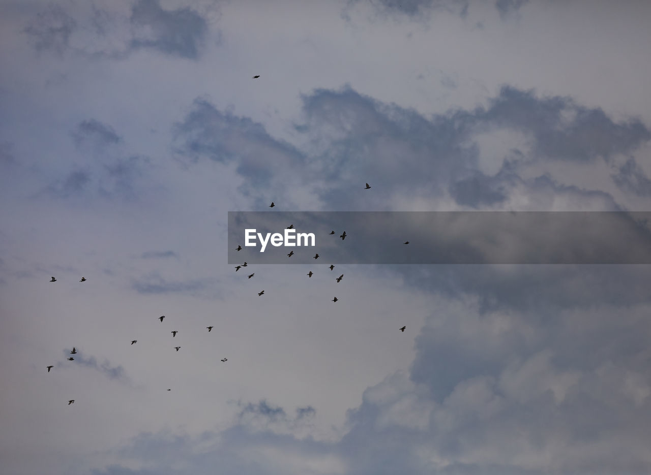 Low angle view of birds flying in sky