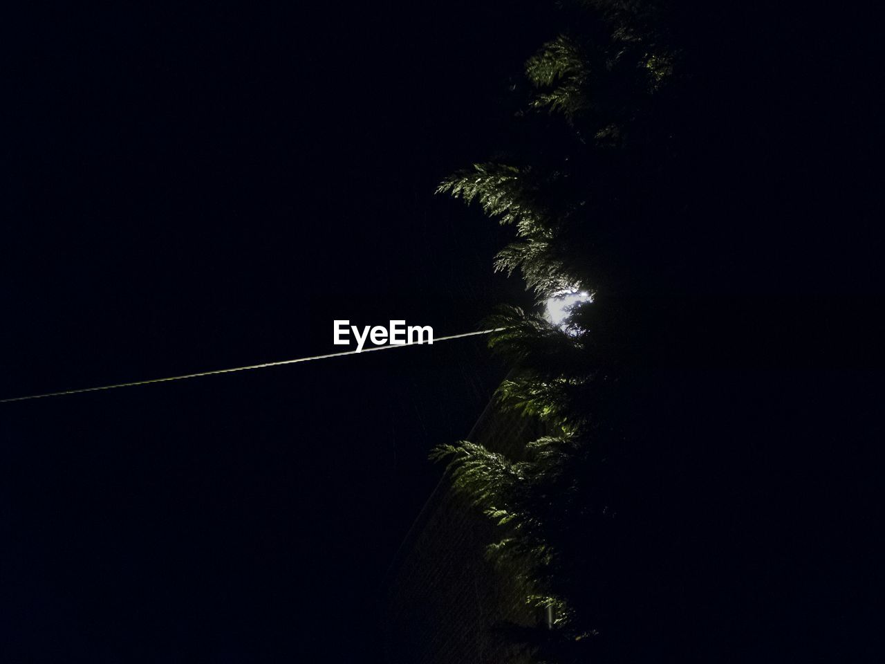 LOW ANGLE VIEW OF PALM TREE AGAINST SKY AT NIGHT