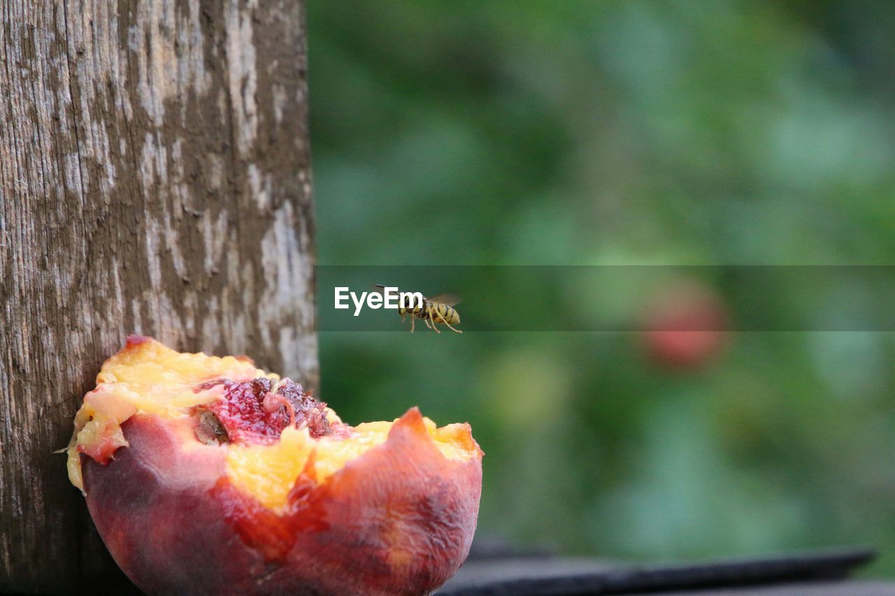 Close-up of insect over half eaten fruit by tree trunk