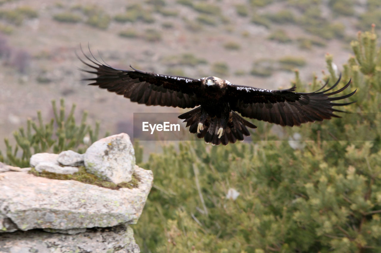 CLOSE-UP OF EAGLE FLYING