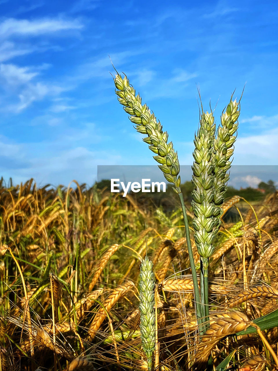 CLOSE-UP OF WHEAT GROWING ON FIELD