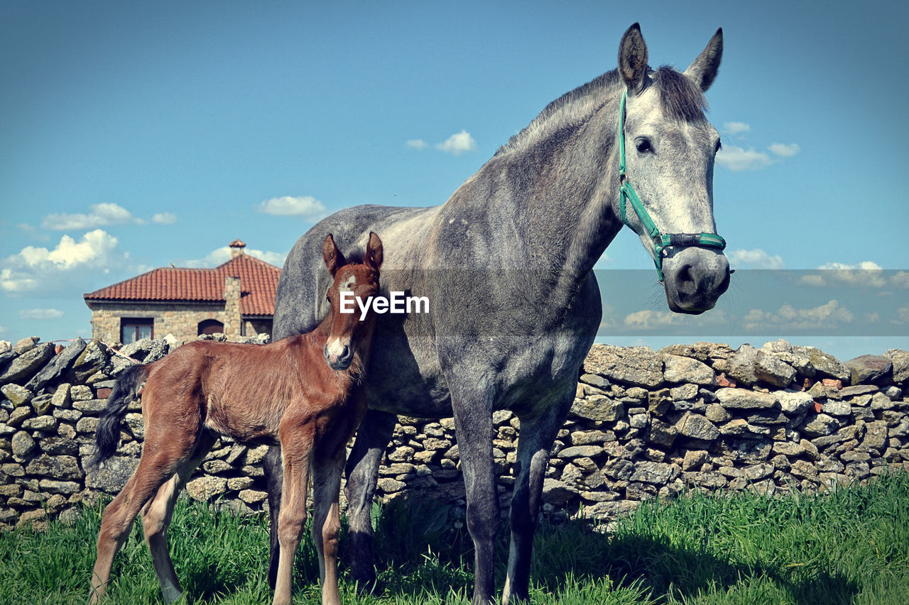 Horse with foal standing on field against sky