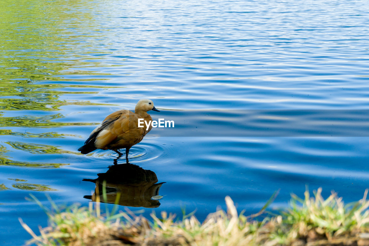 animal themes, animal, animal wildlife, bird, water, wildlife, one animal, nature, reflection, lake, no people, day, duck, outdoors, beauty in nature, perching, rippled, water bird