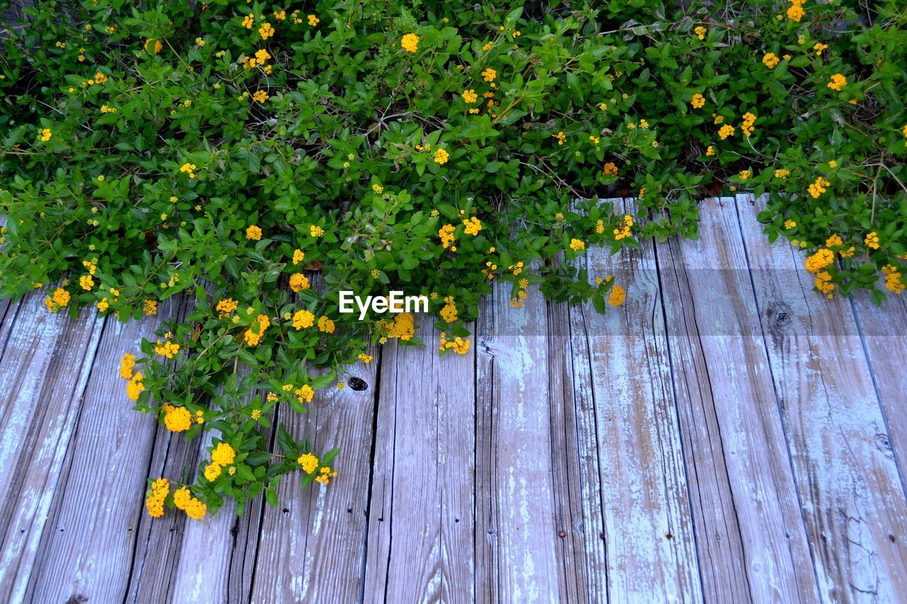 High angle view of yellow flowering plants against wooden fence