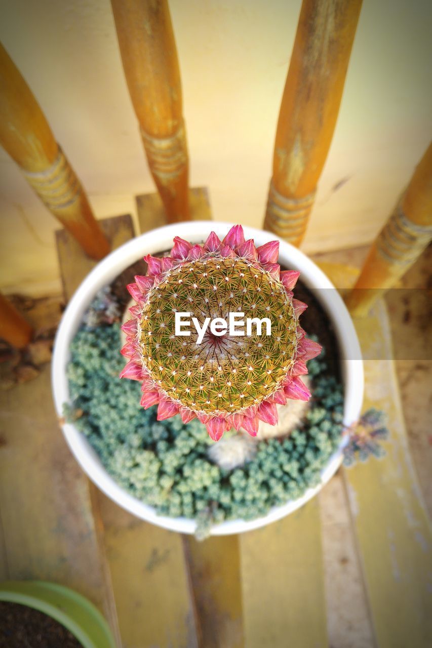 Overhead view of cactus flower growing on pot