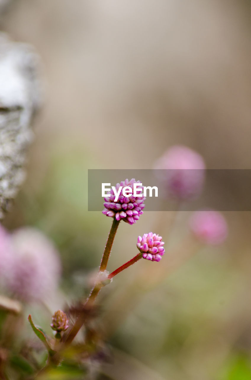 Close-up of pink flowers blooming outdoors