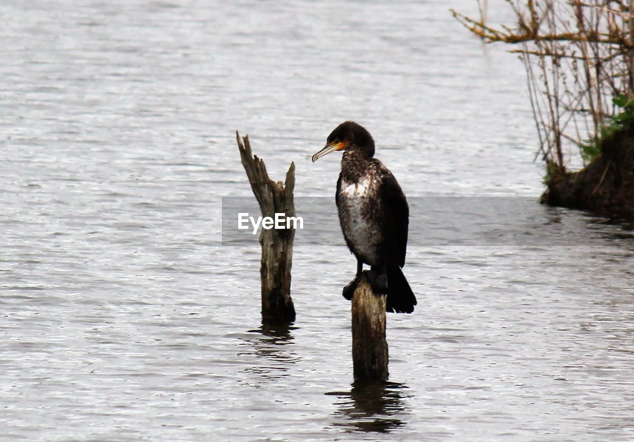 Cormorant perching on wooden post in river