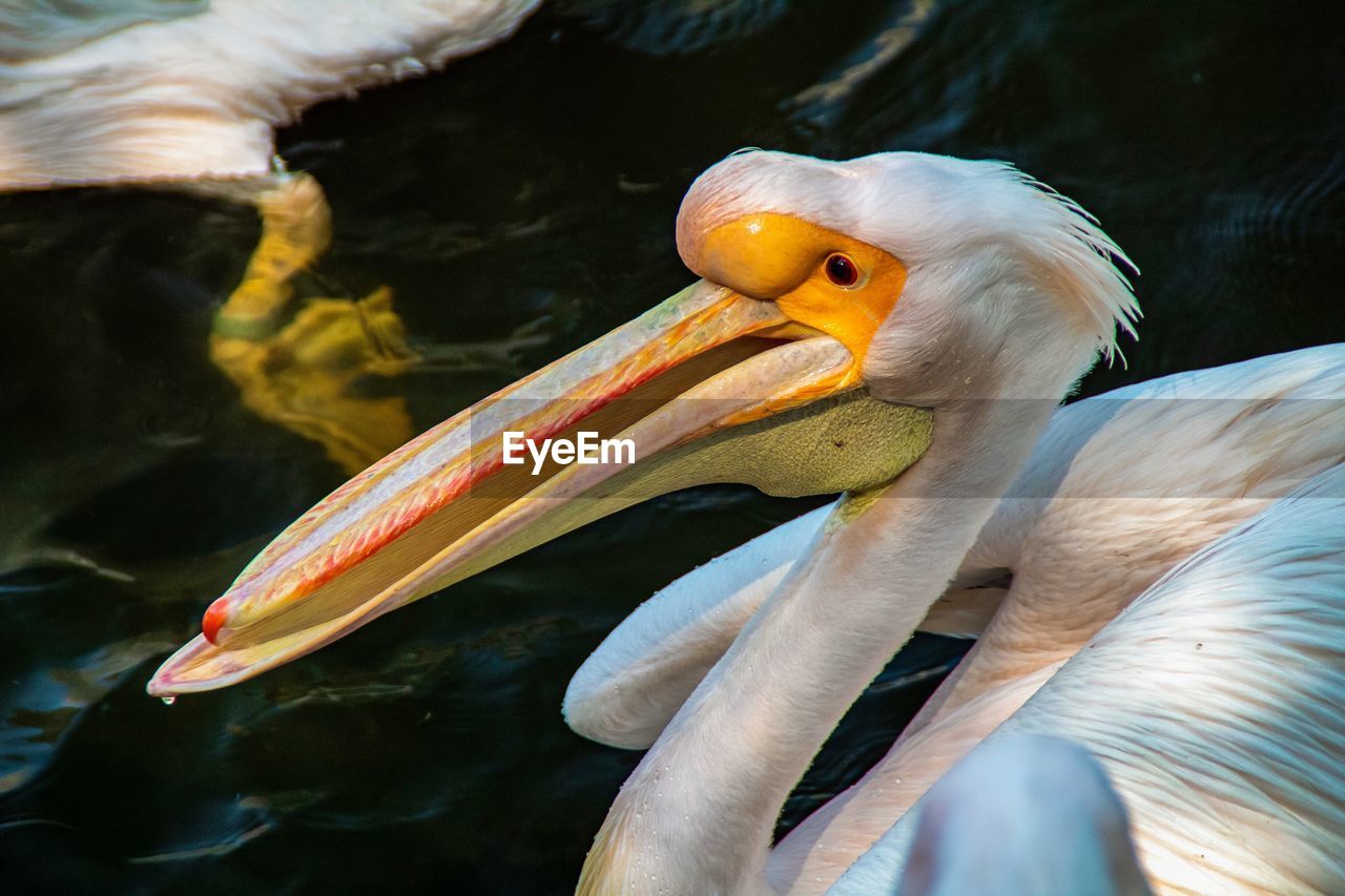 Close-up of pelicans in lake