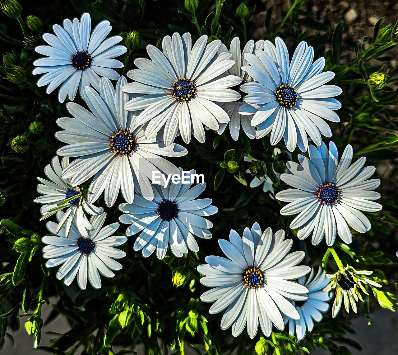 flower, flowering plant, plant, freshness, beauty in nature, growth, fragility, petal, flower head, close-up, inflorescence, nature, no people, osteospermum, white, day, high angle view, botany, pollen, daisy, outdoors, blue