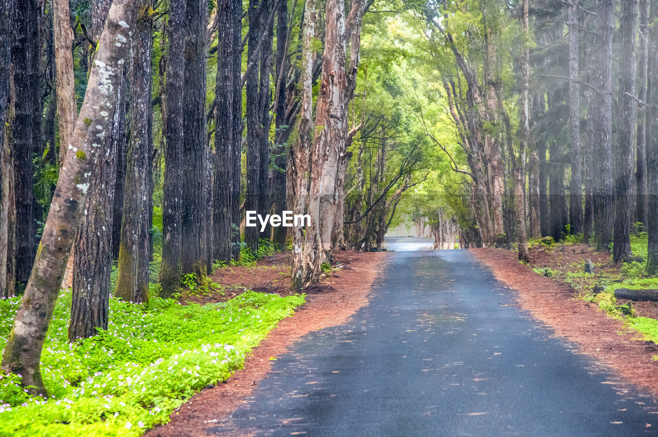 DIRT ROAD AMIDST TREES AND PLANTS IN FOREST