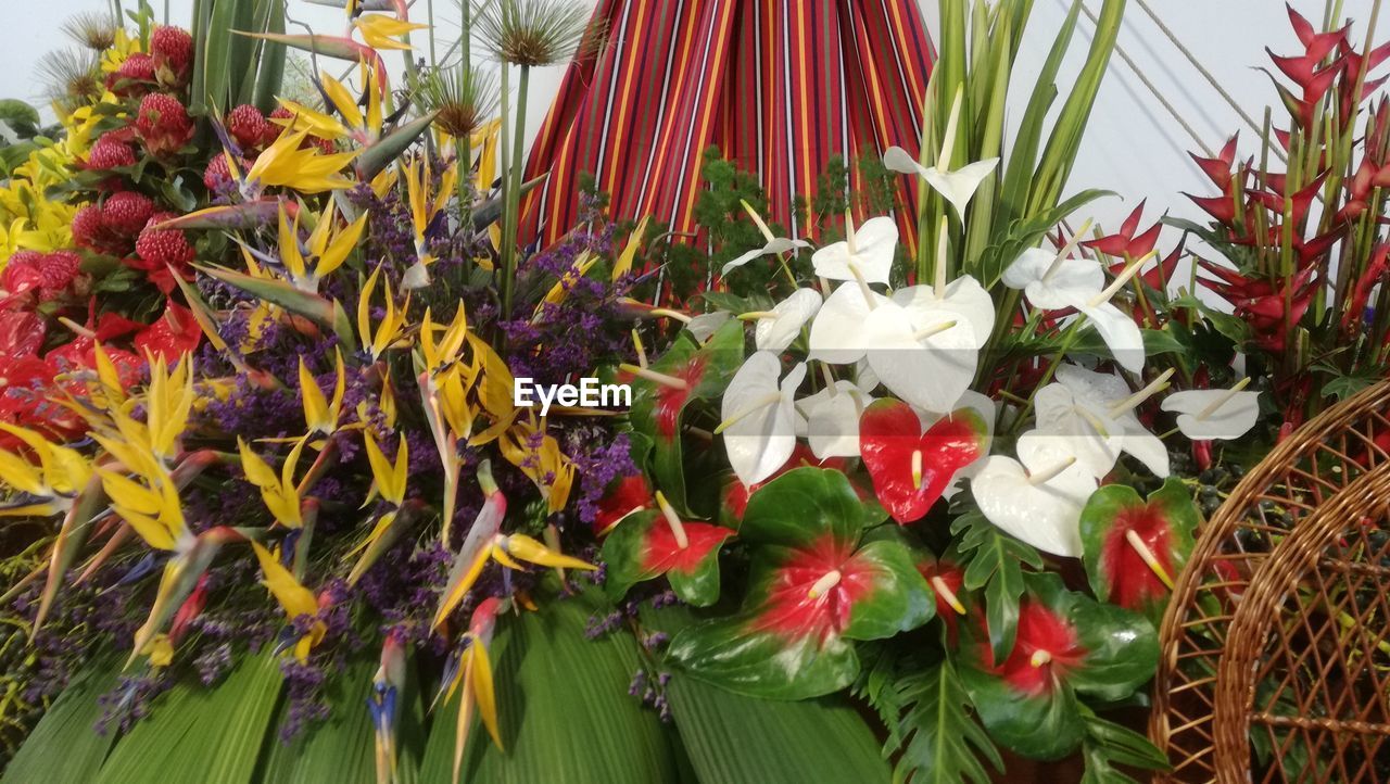 CLOSE-UP OF FLOWERING PLANT