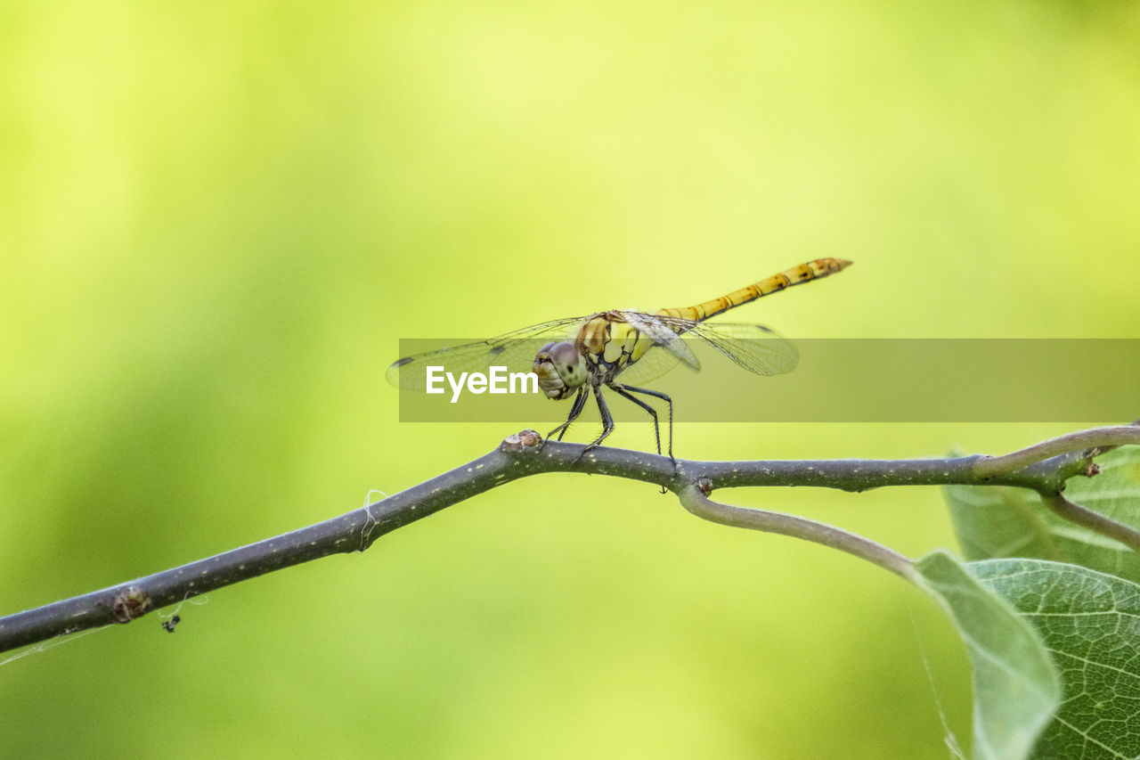 Close-up of insect on plant