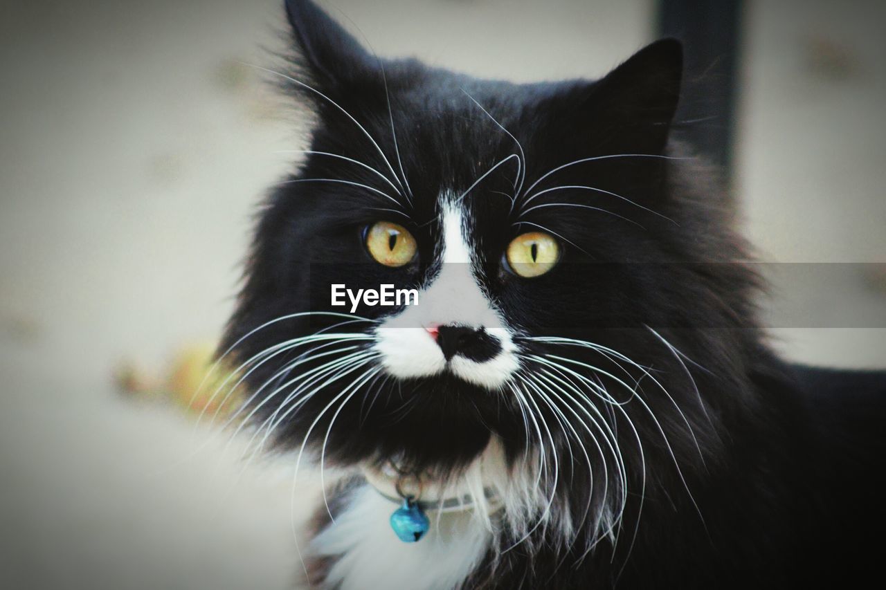 CLOSE-UP PORTRAIT OF CAT WITH EYES