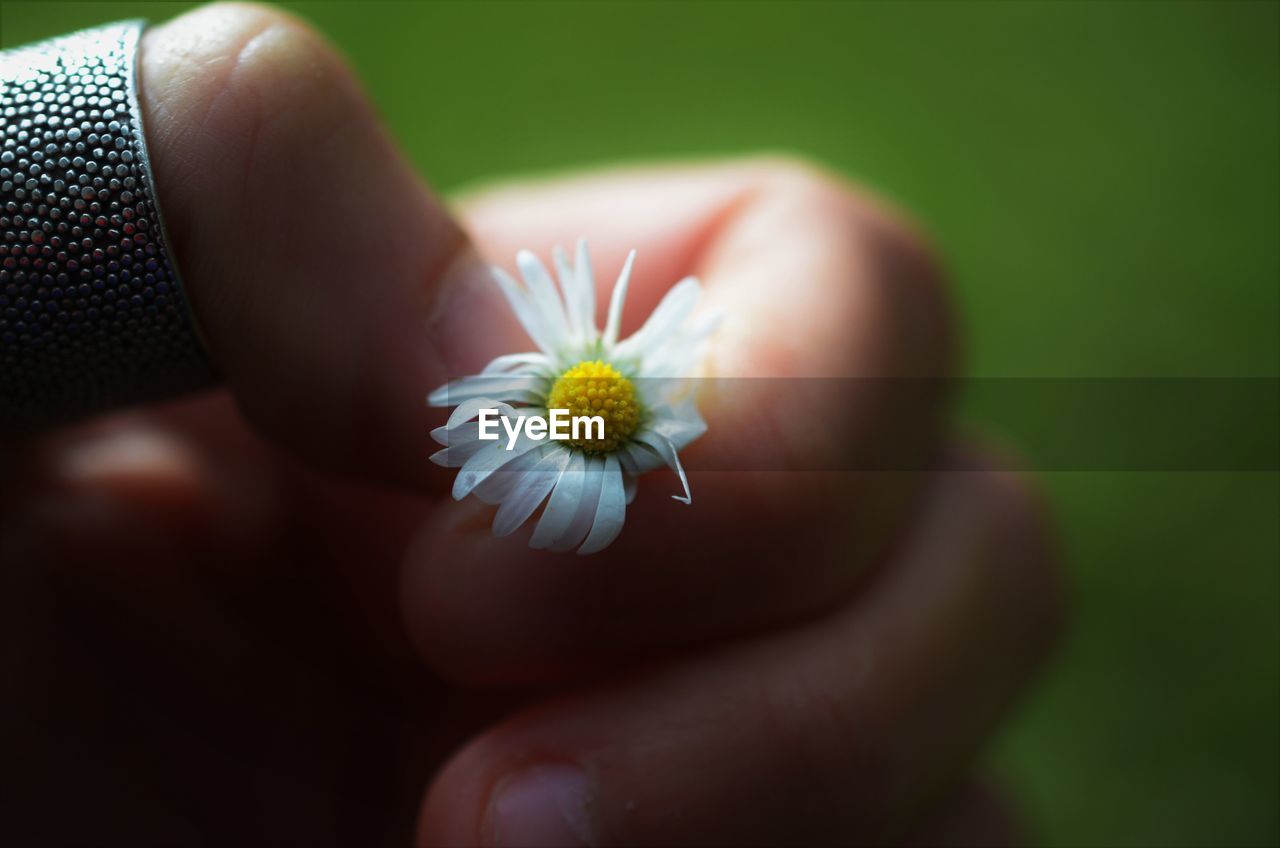 Close-up of hand holding flower