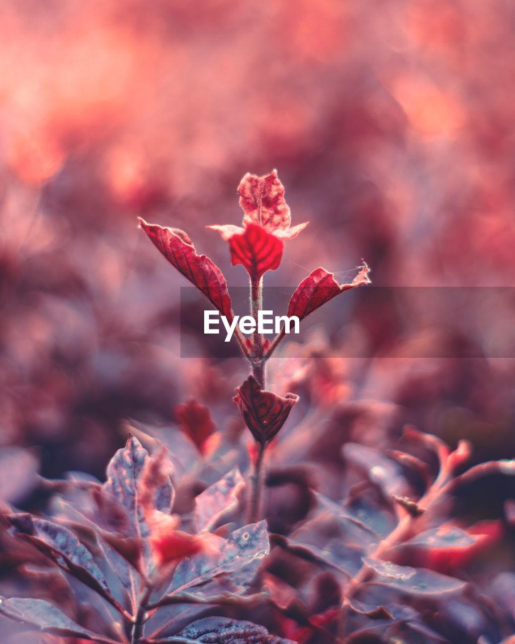 Close-up of red flowering plant