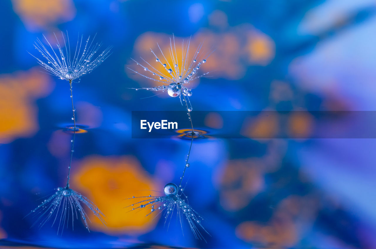 CLOSE-UP OF WATER DROPS ON PURPLE FLOWERING PLANTS