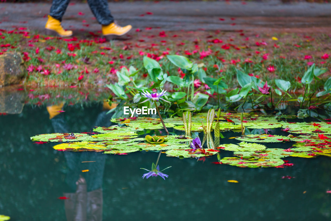 Plants growing in pond