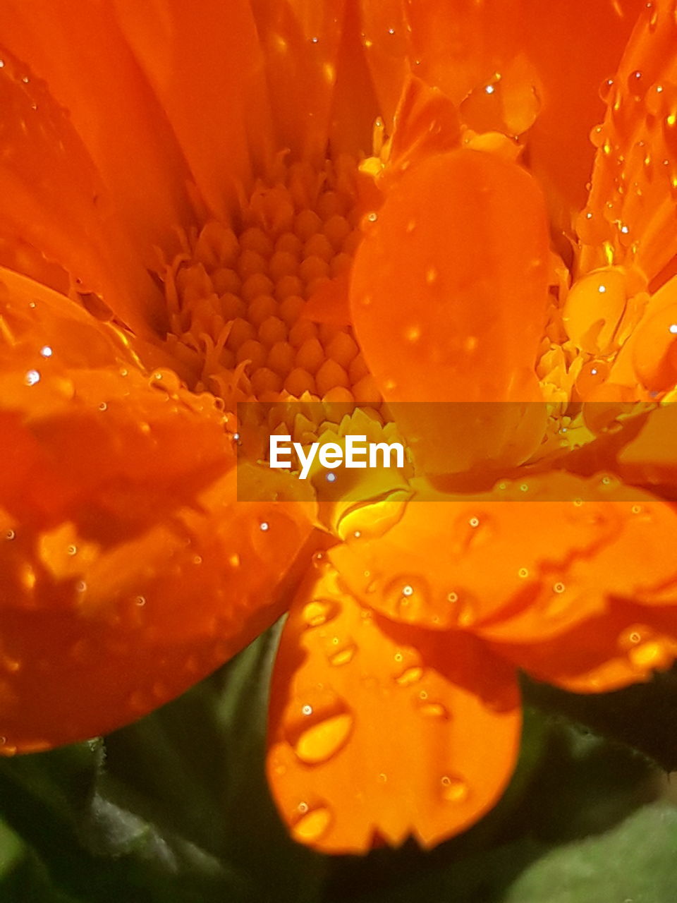 CLOSE-UP OF WATER DROPS ON ORANGE ROSE