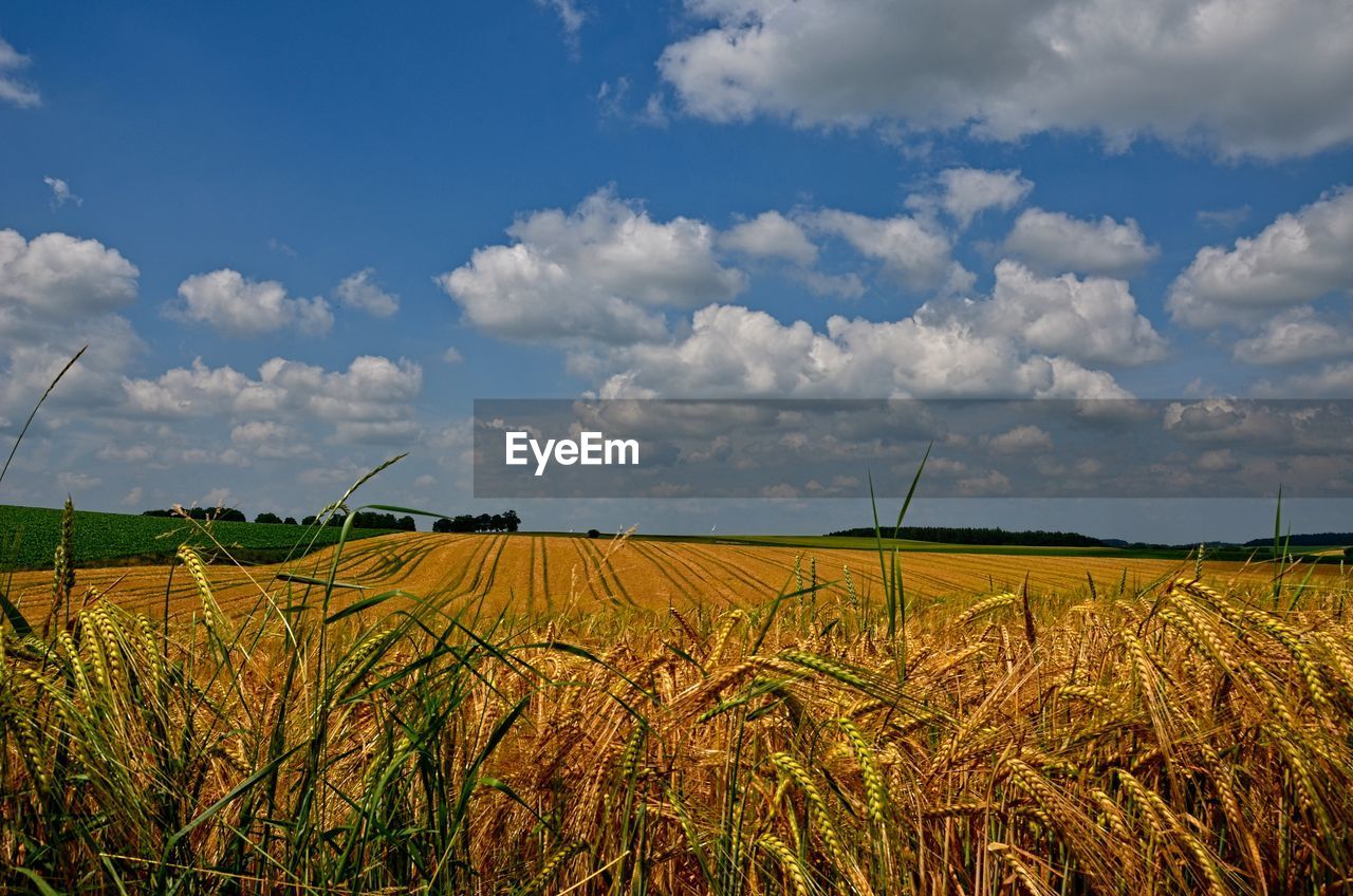 Scenic view of agricultural field against sky