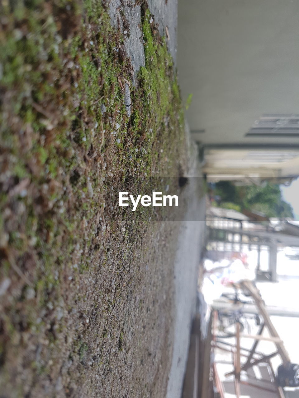 CLOSE-UP OF MOSS GROWING ON WALL