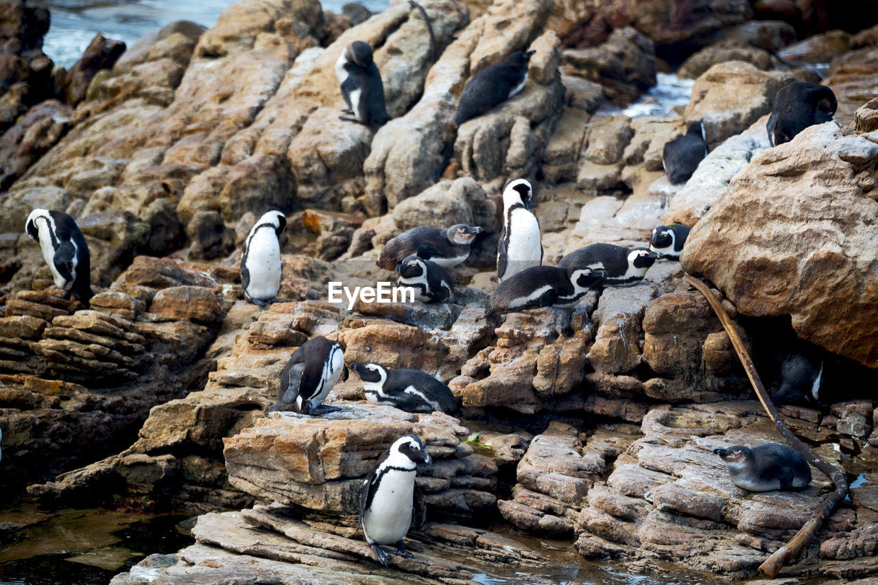 FLOCK OF BIRDS ON ROCK