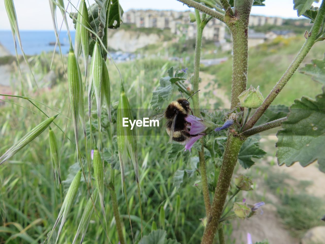 CLOSE-UP OF PLANT GROWING ON PLANT