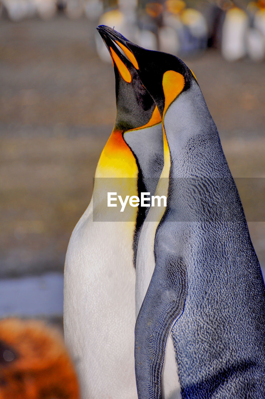 Side view of king penguin on field