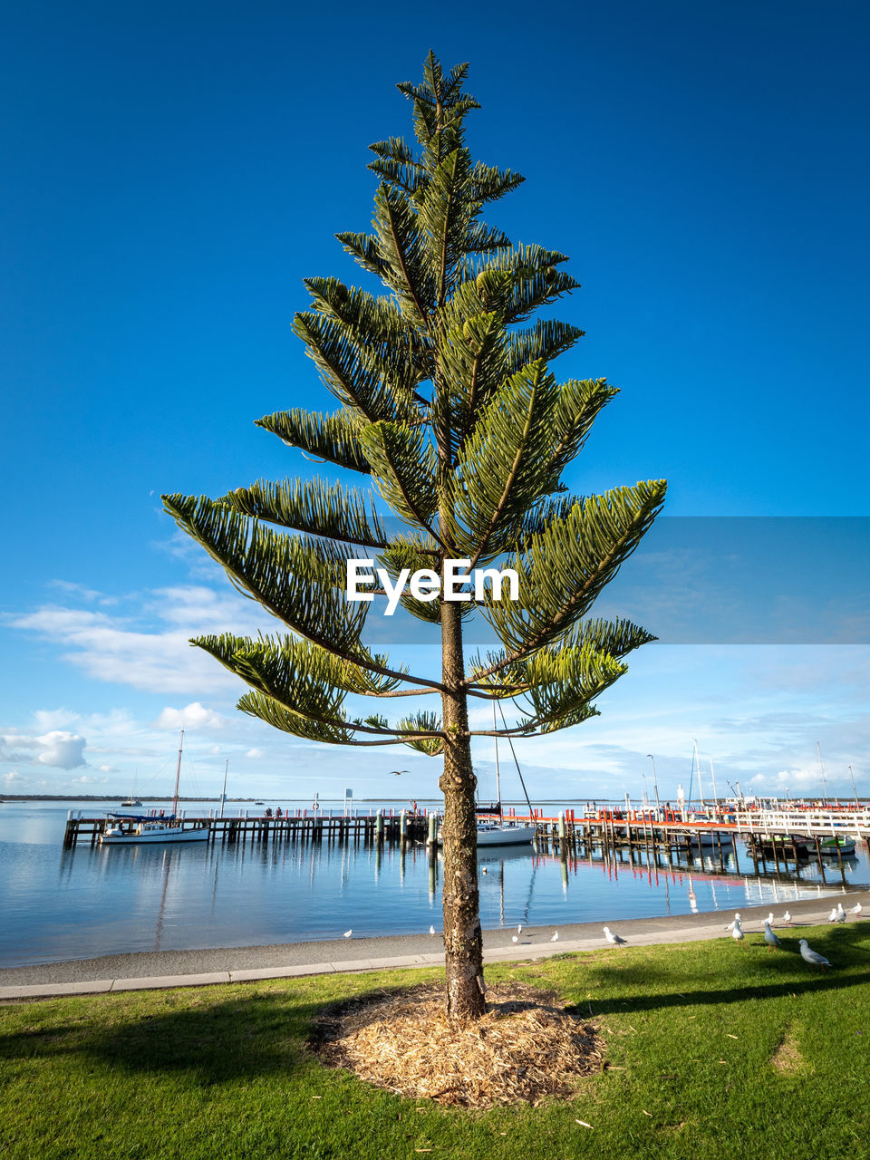 Pine tree by sea against blue sky