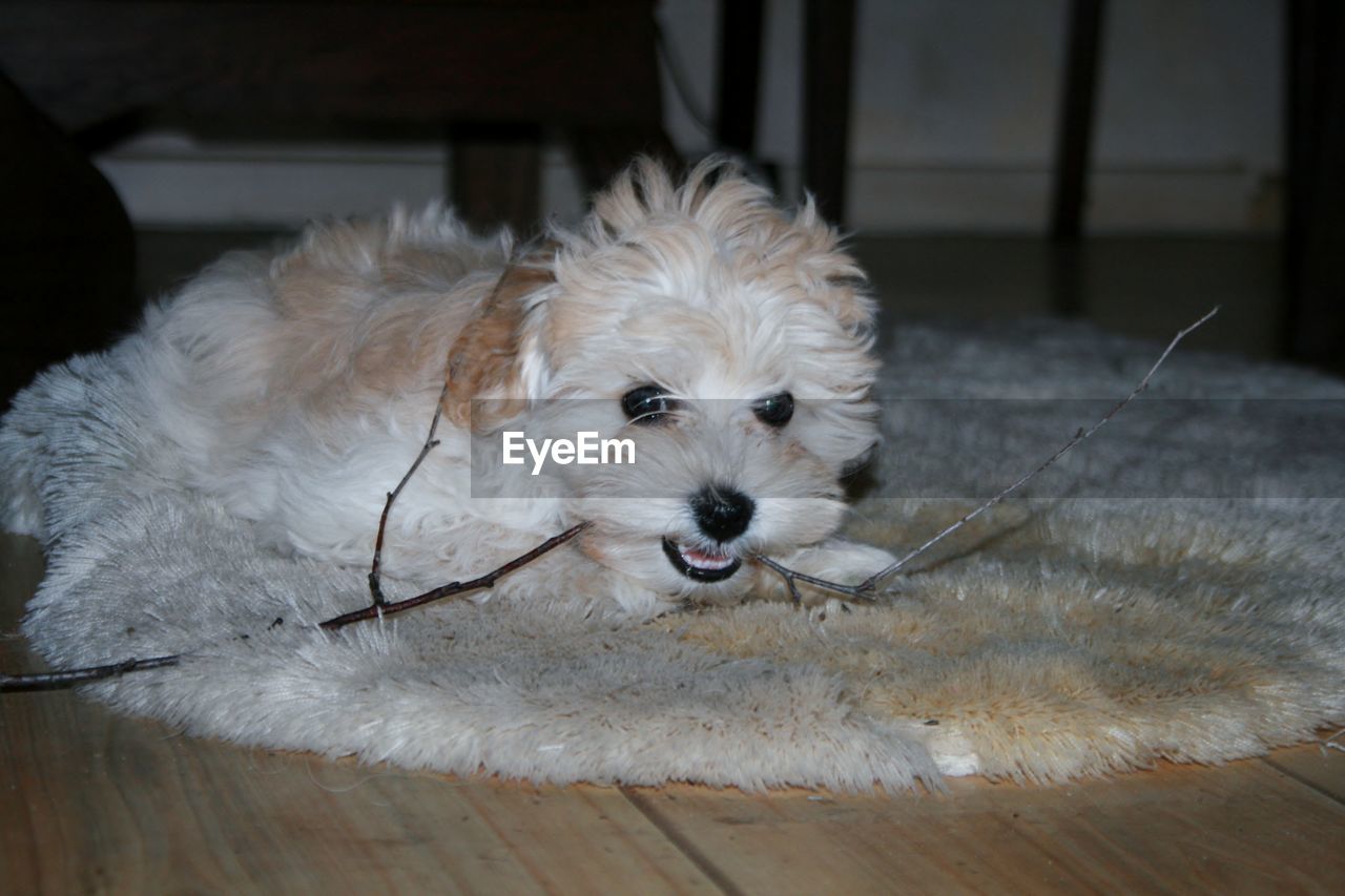 PORTRAIT OF DOG ON HARDWOOD FLOOR