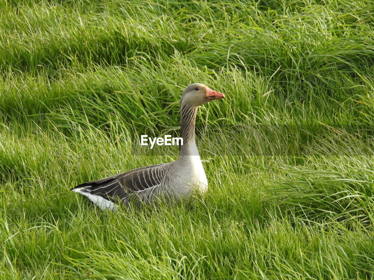 Goose on field