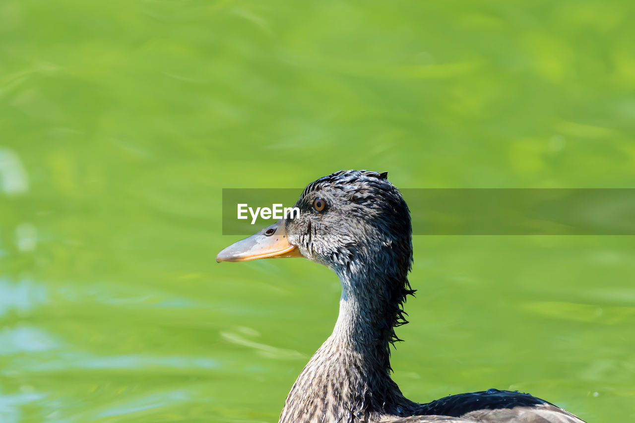 CLOSE-UP OF OWL ON LAKE