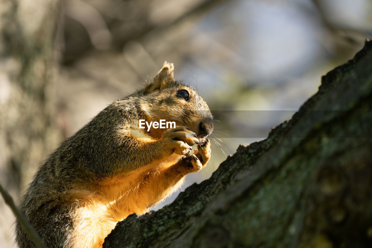 Close-up of a squirrel perched in a tree on a sunny day