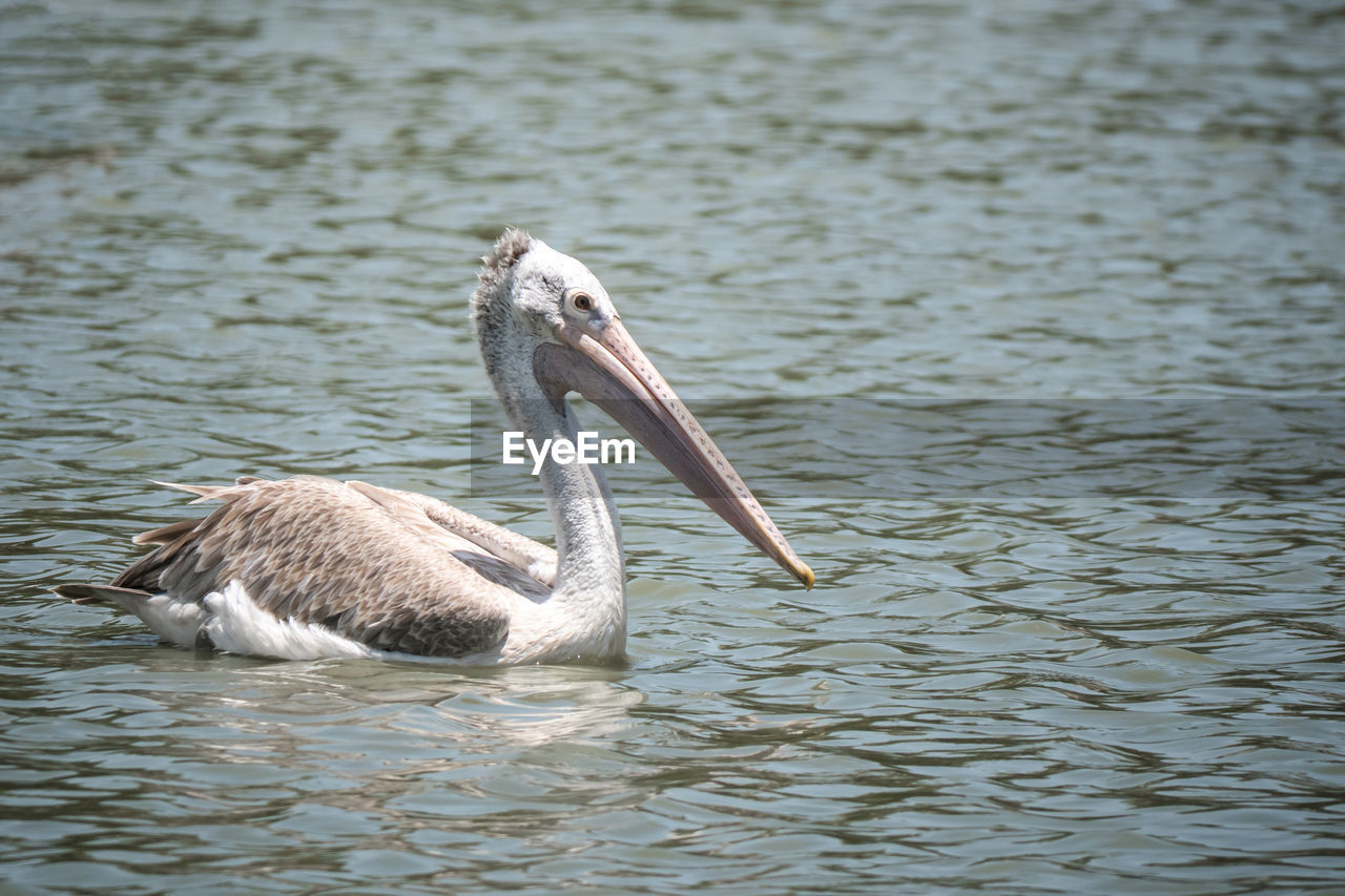 DUCK SWIMMING ON LAKE