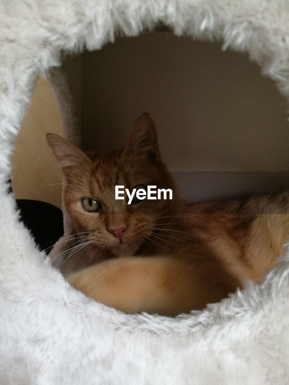 PORTRAIT OF CAT LYING ON BED