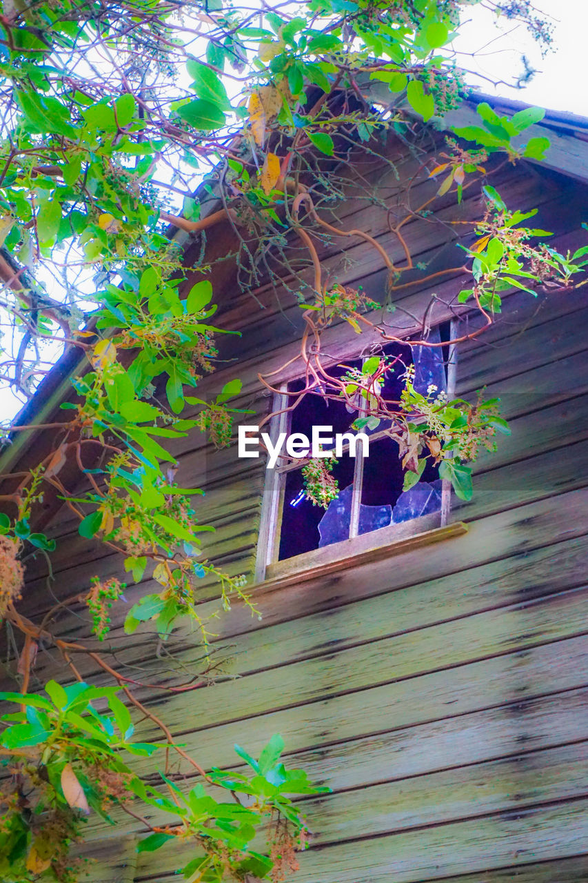 LOW ANGLE VIEW OF IVY GROWING ON TREE