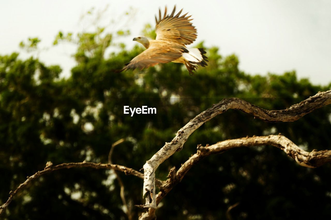 LOW ANGLE VIEW OF A BIRD FLYING AGAINST THE SKY