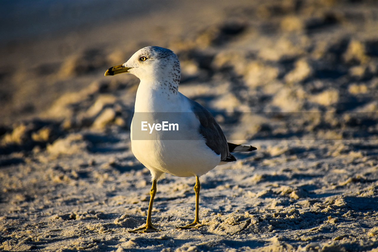 SEAGULL PERCHING ON A LAND