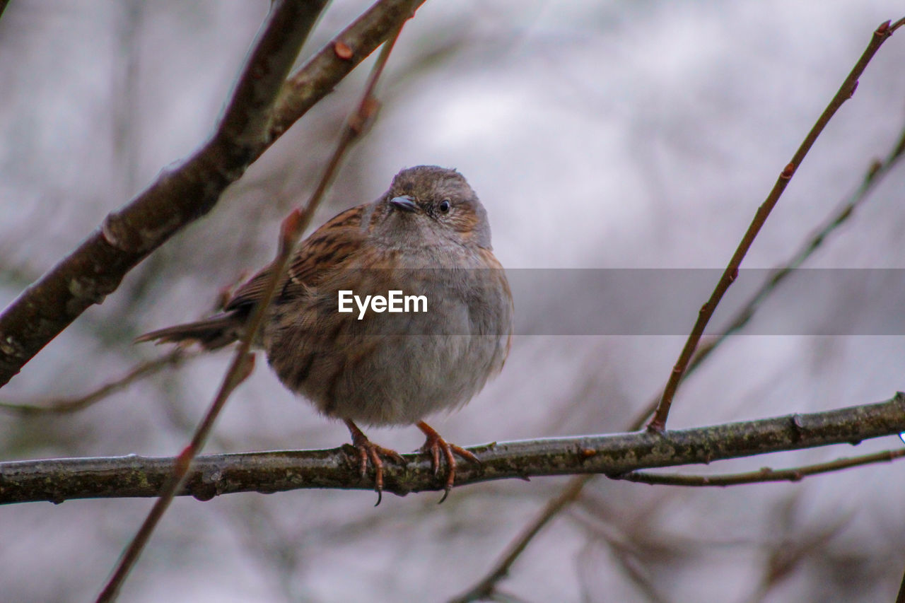 Close-up of bird perching on branch